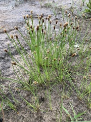 Eleocharis montevidensis