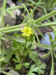 Ranunculus sceleratus sceleratus
