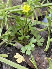 Ranunculus sceleratus sceleratus