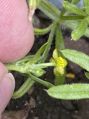 Ranunculus sceleratus sceleratus