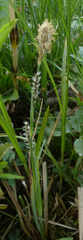 Carex umbrosa