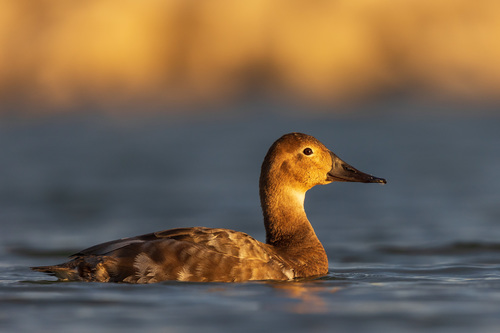 Canvasback