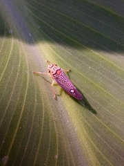 Parathona gratiosa