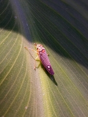 Parathona gratiosa