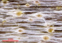 Cryptodiscus pallidus