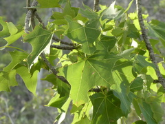 Brachychiton australis