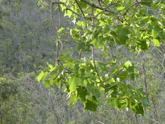 Brachychiton australis