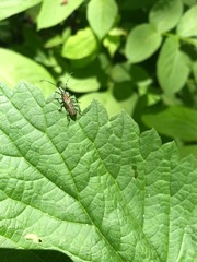 Desmocerus californicus