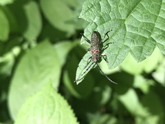 Desmocerus californicus