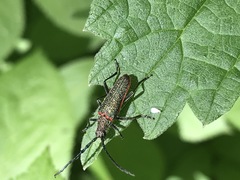 Desmocerus californicus