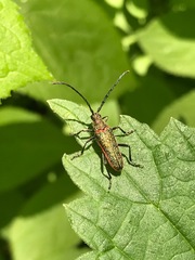 Desmocerus californicus