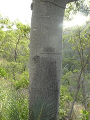 Brachychiton australis