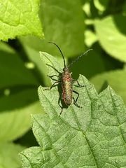 Desmocerus californicus