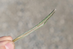 Tephroseris helenitis