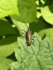 Desmocerus californicus