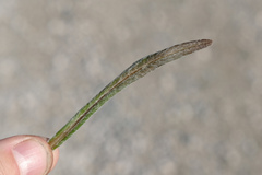 Tephroseris helenitis