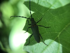 Desmocerus californicus