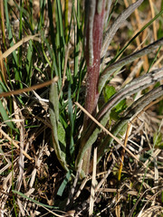 Tephroseris helenitis