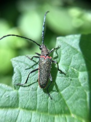 Desmocerus californicus