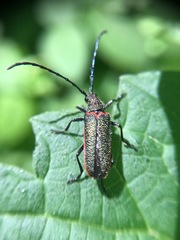 Desmocerus californicus