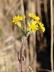 Tephroseris helenitis