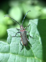 Desmocerus californicus