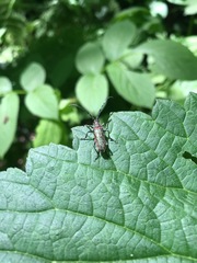 Desmocerus californicus