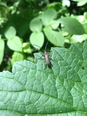 Desmocerus californicus