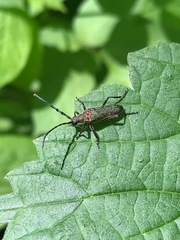 Desmocerus californicus