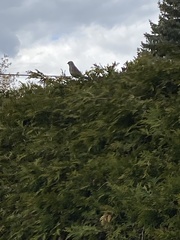 Zonotrichia leucophrys