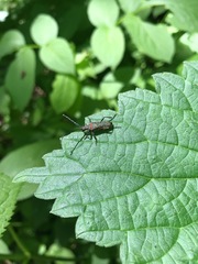 Desmocerus californicus