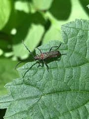 Desmocerus californicus