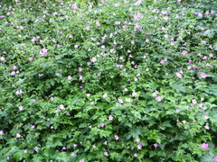 Geranium × oxonianum