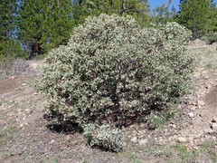 Arctostaphylos mewukka