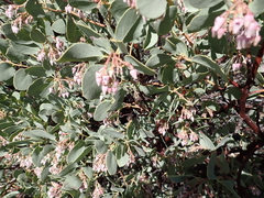 Arctostaphylos mewukka