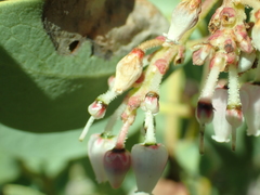 Arctostaphylos mewukka