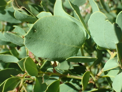 Arctostaphylos mewukka