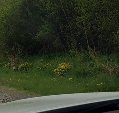 Caltha palustris
