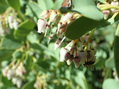Arctostaphylos mewukka