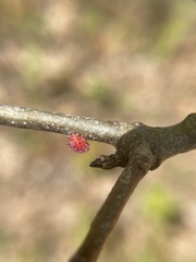 Dryocosmus floridensis