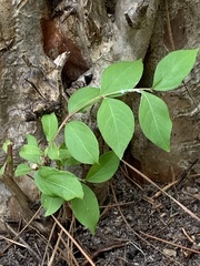 Thyrsanthella difformis