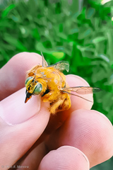 Neoxylocopa
