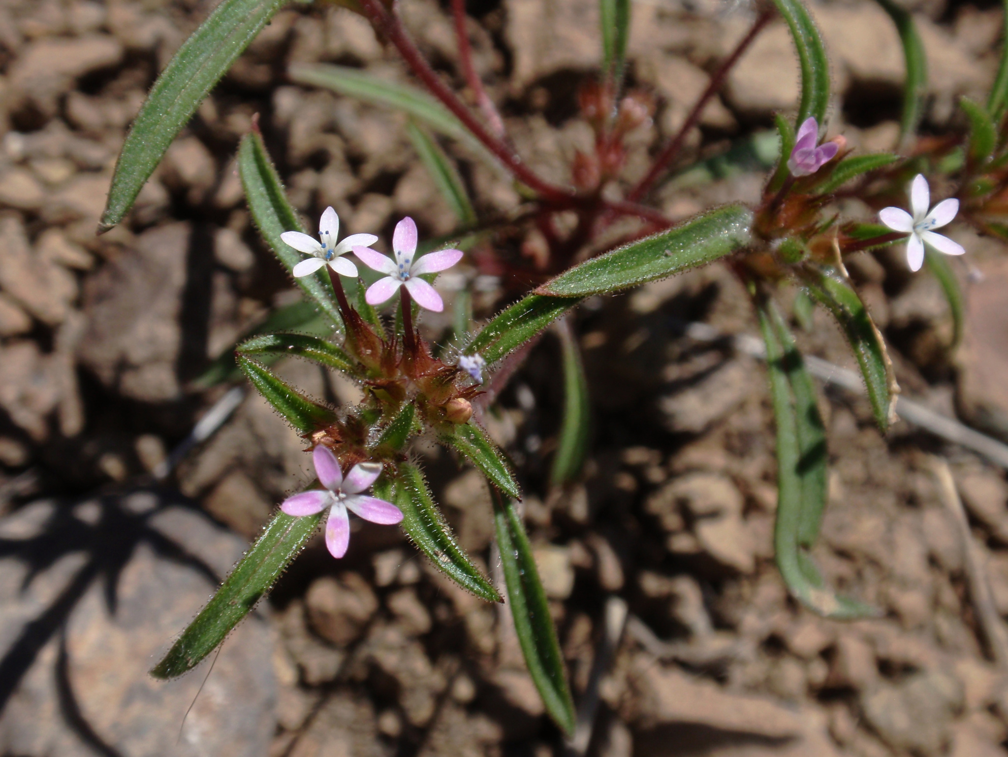 Collomia tinctoria