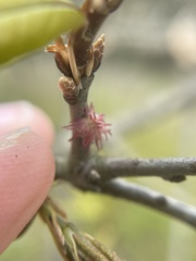 Dryocosmus floridensis