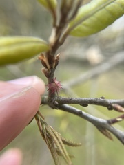 Dryocosmus floridensis