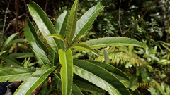 Melicytus lanceolatus