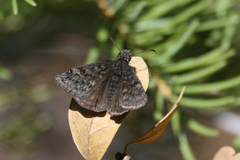 Erynnis persius