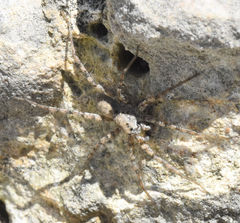Pardosa mercurialis