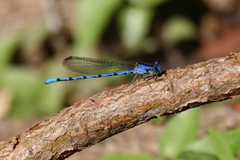 Argia elongata