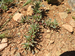 Salsoloideae